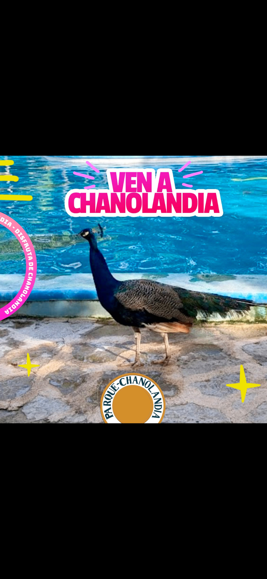 Pavo real en Chanolandia — ¡Ven a Chanolandia!